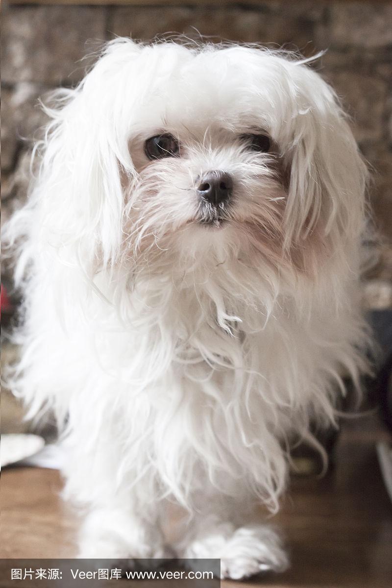 马尔比(马尔比犬)